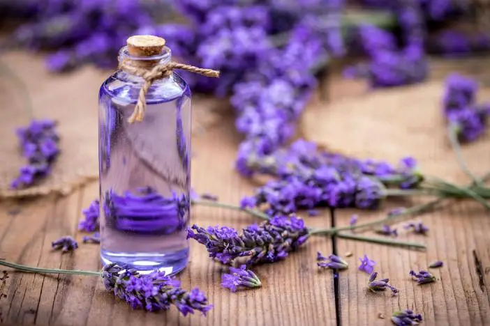 bottling lavender