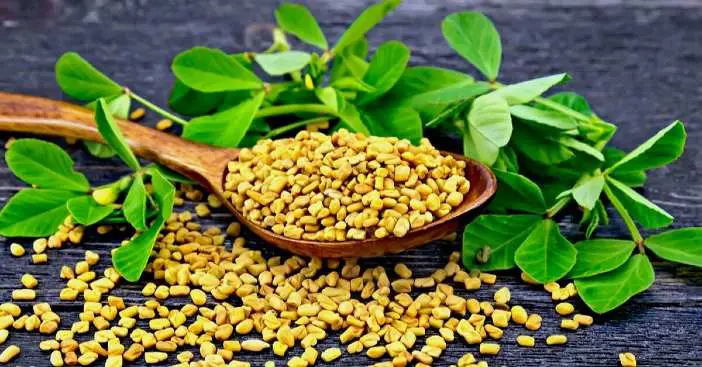 fenugreek seed