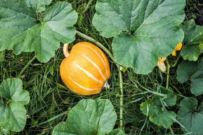 pumpkin leave superfood in africa