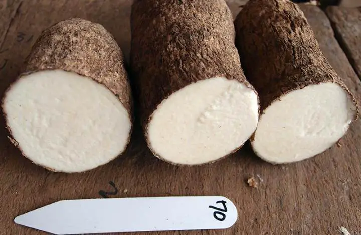 yams-superfood-africana-fashion